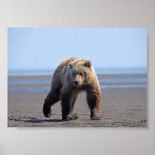 7x5 Posterpapier (Matte) aus Grizzlybären Poster