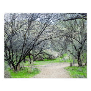8585-Craggy Tree mit Wanderweg Fotodruck