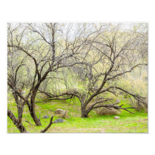 8589-2-Craggy Trees Fotodruck