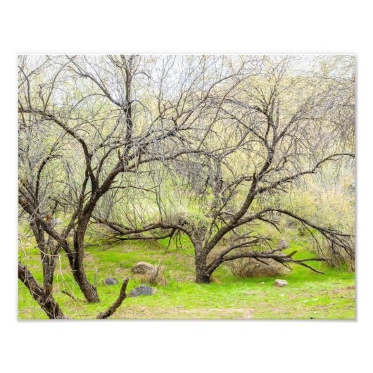 8589-2-Craggy Trees Fotodruck (Vorne)