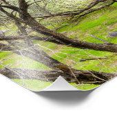 8589-2-Craggy Trees Fotodruck (Ecke)