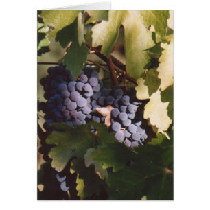 85. Sunlit Trauben, Sonoma County, CA