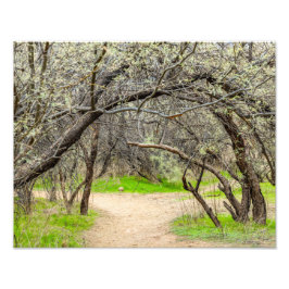 8602-Craggy Trees with Walking Path Fotodruck