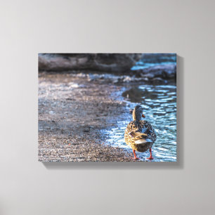 8801-Female Mallard Duck Walking on Shore Leinwanddruck