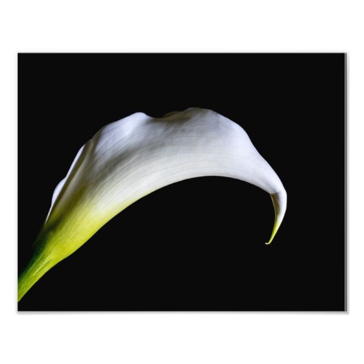 8918-White Calla Lily Fotodruck (Vorne)