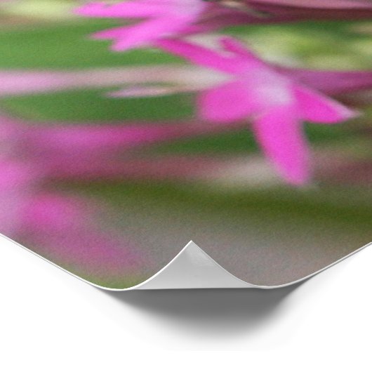 8.06.31, 32 con Mariposa Gulf Fritillary Poster (Ecke)