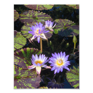 8,5"x11" Wasserilien Fotodruck