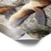 8,5 x 11 Satin-Foto des Seelöwen Fotodruck (Ecke)