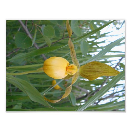 8.5x11 Foto drucken (Vorne)