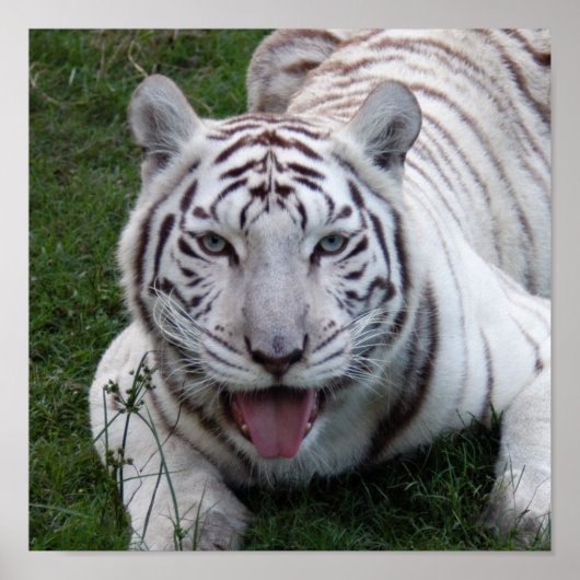 8.5x8.5 Poster/Druckvorlage Poster (Vorne)