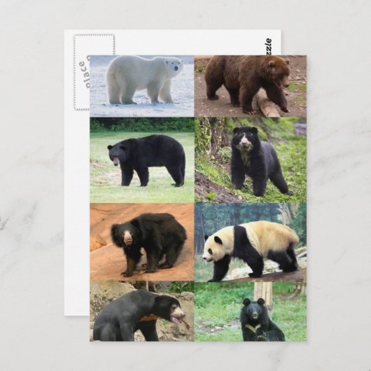 8 Bären der Welt Postkarte (Vorne/Hinten)