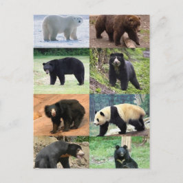 8 Bären der Welt Postkarte