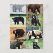 8 Bären der Welt Postkarte (Vorderseite)