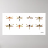 8 Dragonfly-Arten Poster (Vorne)