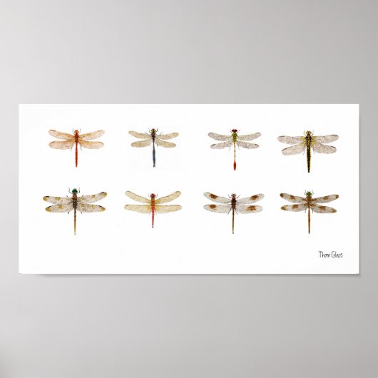 8 Dragonfly-Arten Poster (Vorne)