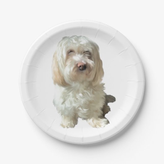 8 Papierplatte Weiß Havanese Pappteller (Vorderseite)