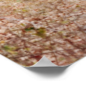 8 Point Wild Deer Buck Fotografie Print Poster (Ecke)