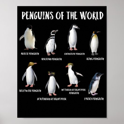 8 Rarest Pinguine of the World Funny Animals Poster (Vorne)