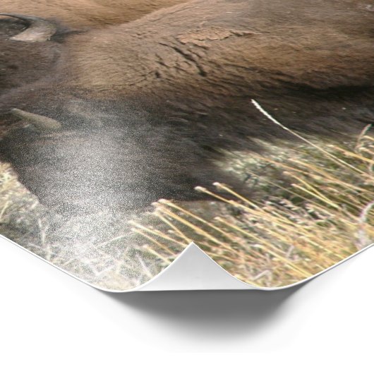 8 x 10 Foto Büffel (Ecke)