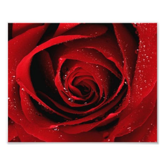 8 x 10 Foto drucken (Vorne)