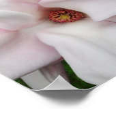 8 x 8 Magnolia Print Poster (Ecke)