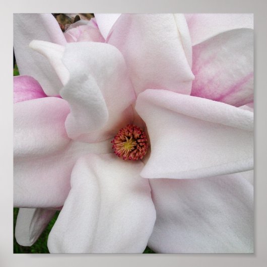 8 x 8 Magnolia Print Poster (Vorne)