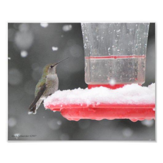 8X10 Anna's Hummingbird im Schnee Fotodruck (Vorne)