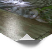 8X10 Baby Barred Owlet Fotodruck (Ecke)