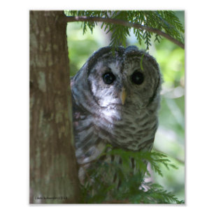 8X10 Baby Barred Owlet Fotodruck