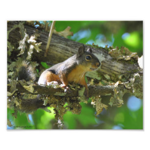 8X10 Douglas-Eichhörnchen in einem Ahornbaum Fotodruck