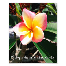 8x10 Druck - Rosa und gelbe Plumeria