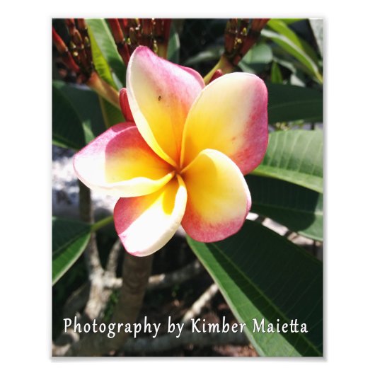8x10 Druck - Rosa und gelbe Plumeria (Vorne)