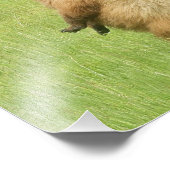 8x10 Foto von Grizzlybären (Ecke)