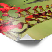 8X10 Hummingbird Lovers Delight Fotodruck (Ecke)