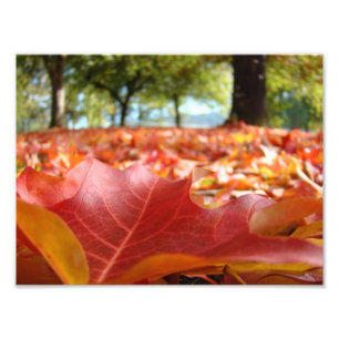 8x10 Kunstdrucke Naturfotografie-Herbstlaube Fotodruck