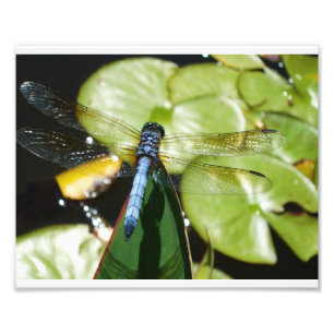 8x10 Libelle mit blauem Körper und Schatten Fotodruck