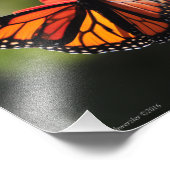 8X10 Monarchschmetterling Fotodruck (Ecke)