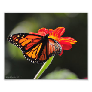 8X10 Monarchschmetterling Fotodruck
