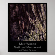 8x10 - Muir Woods National Monument Color (dunkel)
