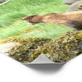 8x10 Plakatpapier (Matte) aus Grizzlybär und Bauch Poster (Ecke)