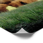 8x10 Plakatpapier (Matte) aus Grizzlybärchen Poster (Ecke)