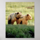 8x10 Plakatpapier (Matte) aus Grizzlybärchen Poster (Vorne)
