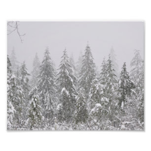 8X10 Schneefall auf Bäumen Fotodruck