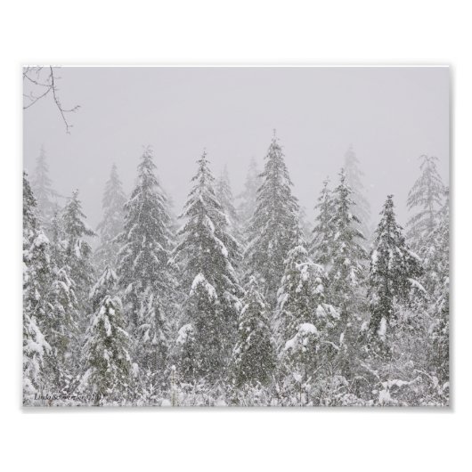 8X10 Schneefall auf Bäumen Fotodruck (Vorne)