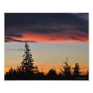 8X10 Sonnenaufgang und Bäume Fotodruck