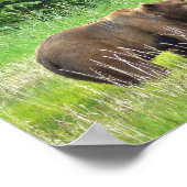 8x10 Value Poster Paper (Matte) mit Grizzlybär (Ecke)