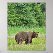 8x10 Value Poster Paper (Matte) mit Grizzlybär (Vorne)