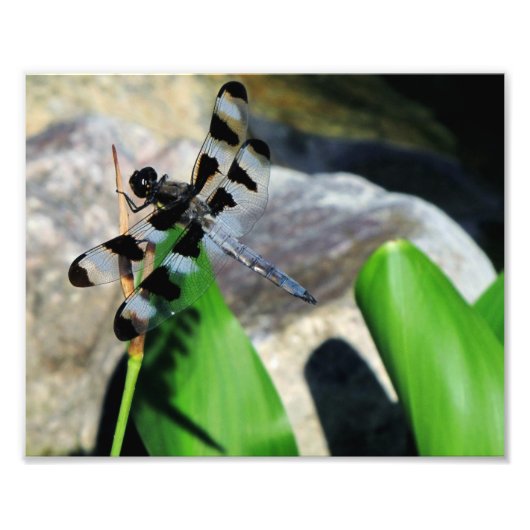 8x10 Zebra Dragonfly Fotodruck (Vorne)