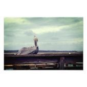 8x12 Foto - "Chillin' Pelican" St. Augustine, FL (Vorne)