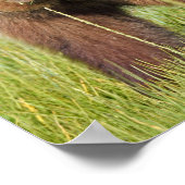 8x12 Plakatpapier (Matte) aus Grizzlybär Poster (Ecke)